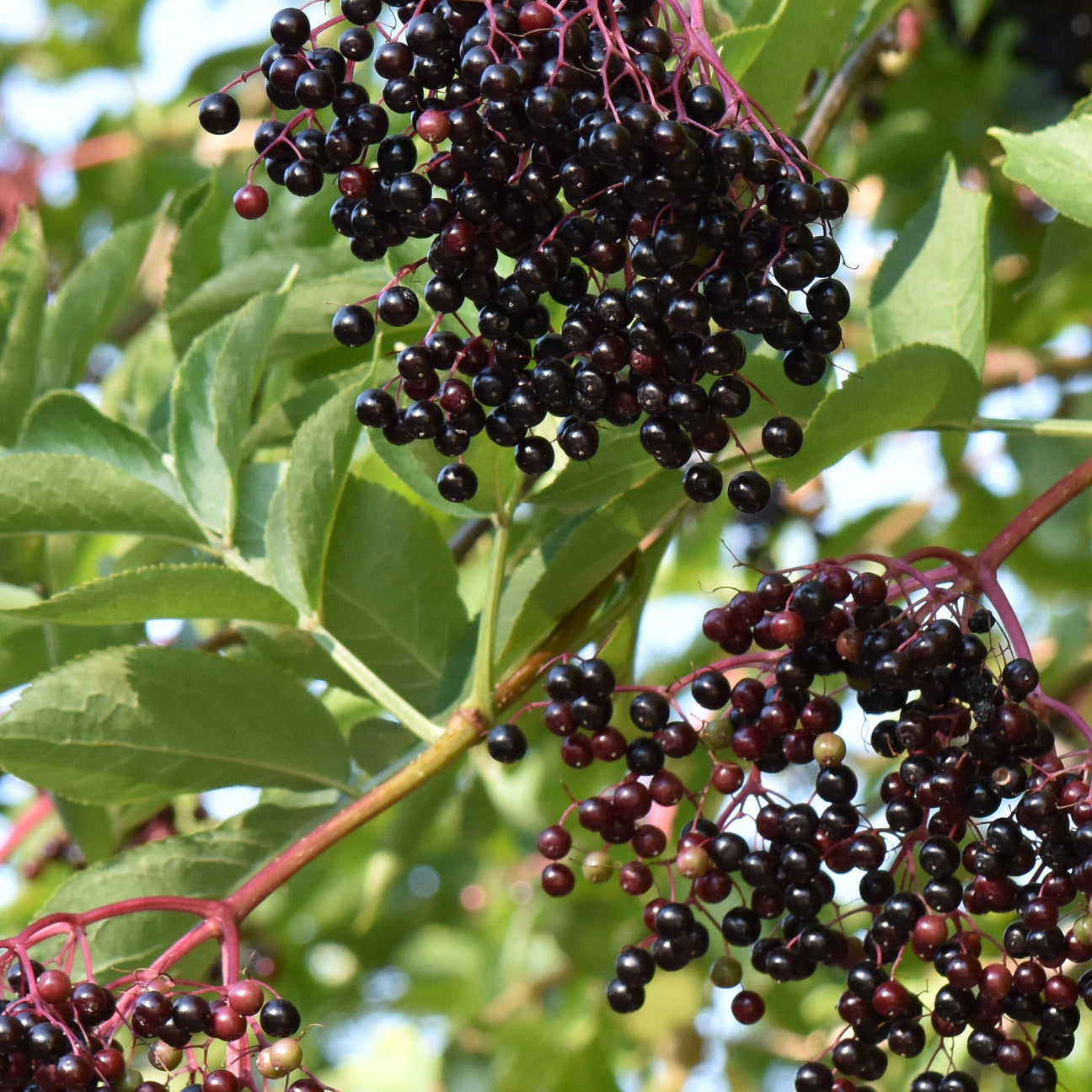 Harnessing the Power of Nature: Elderberry Extract and Your Skin