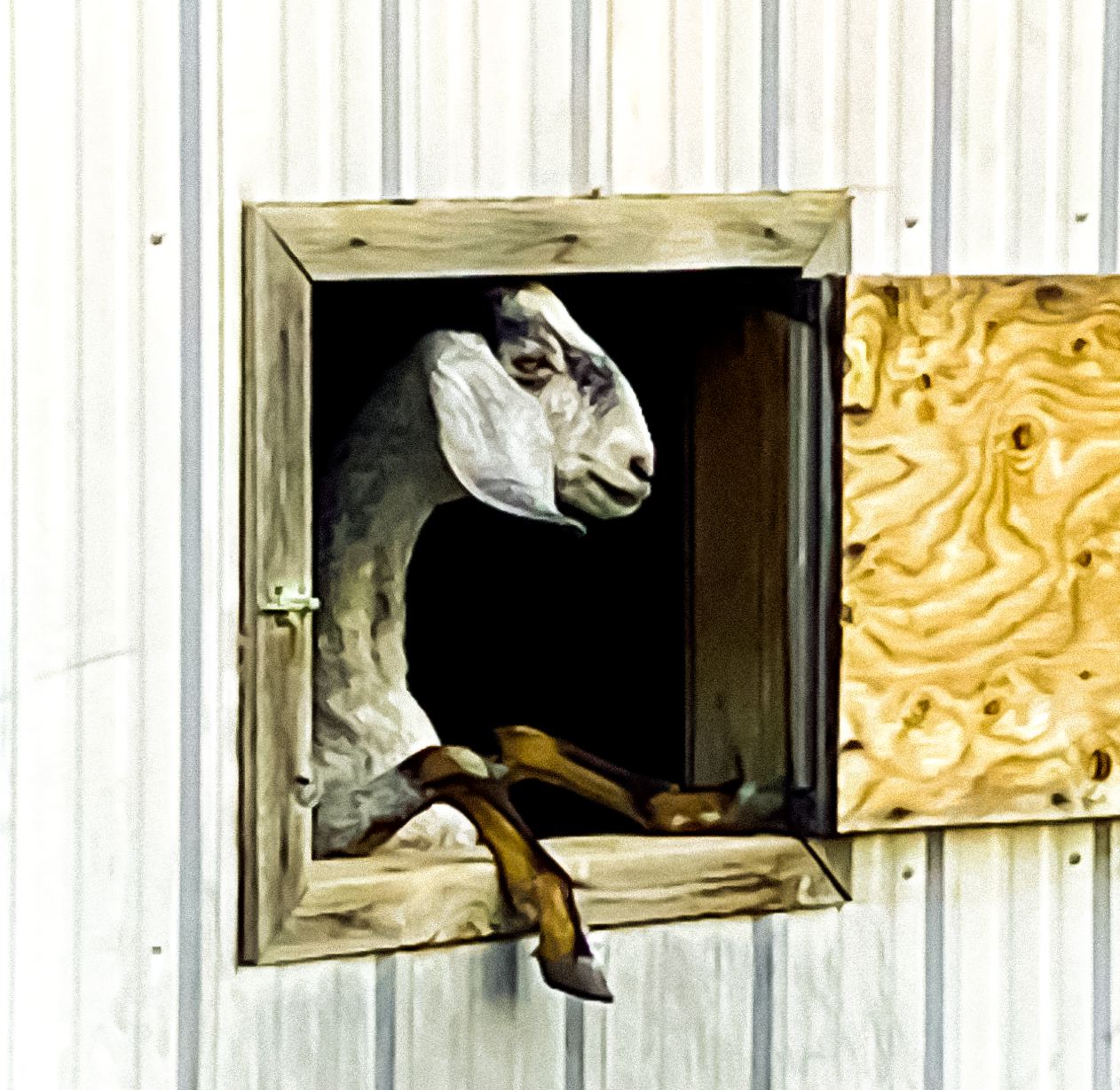 Wisdom from the Barnyard: What Goats Can Teach Us About How to Live