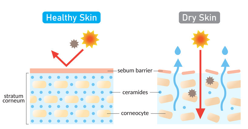 The Beauty of Ceramides Understanding Their Role in Skincare