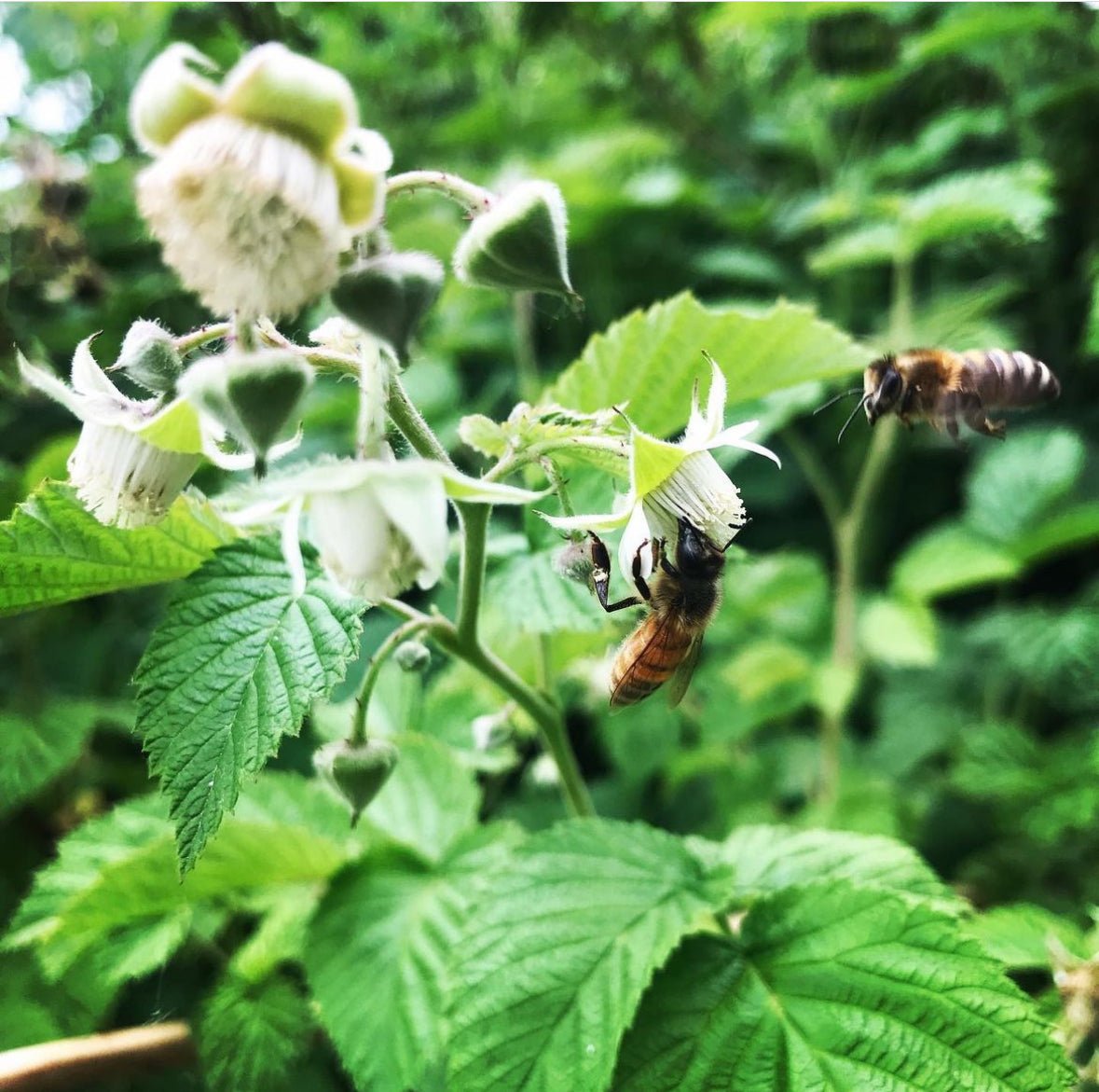 Wisdom from the Barnyard: What Honey Bees Can Teach Us About How to Live - Bumble & Bleat Soapery